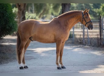 PRE Mix, Hengst, 8 Jahre, 160 cm, Fuchs