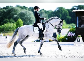 PRE, Hengst, 8 Jahre, 160 cm, Schimmel