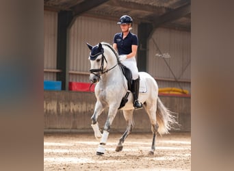 PRE, Hengst, 8 Jahre, 160 cm, Schimmel