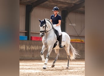 PRE, Hengst, 8 Jahre, 160 cm