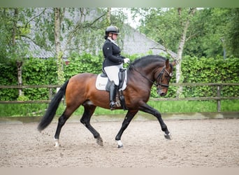 PRE Mix, Hengst, 8 Jahre, 161 cm, Dunkelbrauner