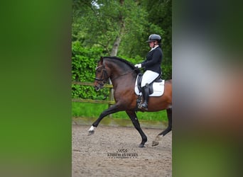 PRE Mix, Hengst, 8 Jahre, 161 cm, Dunkelbrauner