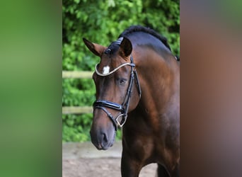 PRE Mix, Hengst, 8 Jahre, 161 cm, Dunkelbrauner