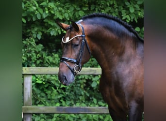 PRE Mix, Hengst, 8 Jahre, 161 cm, Dunkelbrauner
