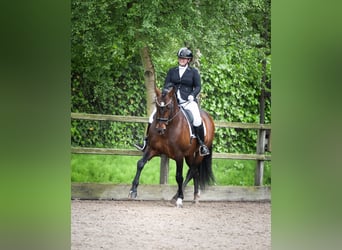PRE Mix, Hengst, 8 Jahre, 161 cm, Dunkelbrauner