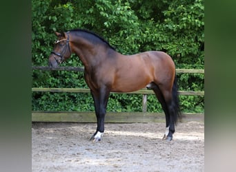 PRE Mix, Hengst, 8 Jahre, 161 cm, Dunkelbrauner