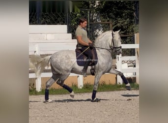 PRE Mix, Hengst, 8 Jahre, 161 cm, White