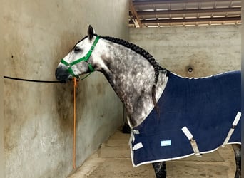 PRE, Hengst, 8 Jahre, 162 cm, Schimmel