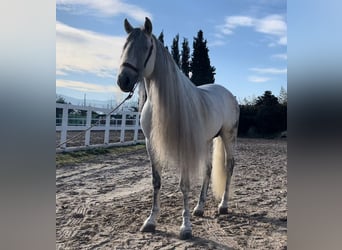 PRE Mix, Hengst, 8 Jahre, 162 cm, Schimmel