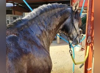 PRE Mix, Hengst, 8 Jahre, 163 cm, Schimmel