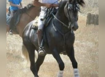 PRE Mix, Hengst, 8 Jahre, 163 cm, Schimmel