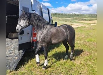 PRE Mix, Hengst, 8 Jahre, 163 cm, Schimmel