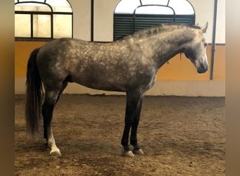 PRE Mix, Hengst, 8 Jahre, 163 cm, Schimmel