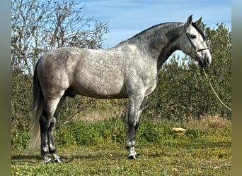PRE Mix, Hengst, 8 Jahre, 164 cm, Apfelschimmel