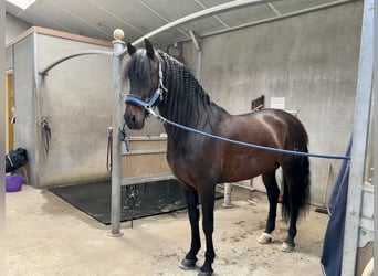 PRE Mix, Hengst, 8 Jahre, 164 cm, Dunkelbrauner