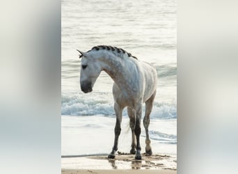 PRE Mix, Hengst, 8 Jahre, 164 cm, Schimmel