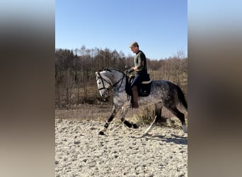 PRE Mix, Hengst, 8 Jahre, 165 cm, Apfelschimmel