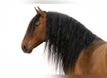 PRE Mix, Hengst, 8 Jahre, 165 cm, Brauner