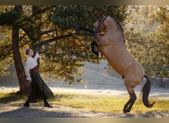 PRE Mix, Hengst, 8 Jahre, 165 cm, Buckskin