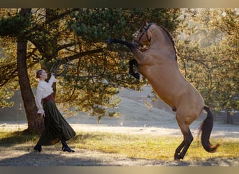 PRE, Hengst, 8 Jahre, 165 cm, Buckskin