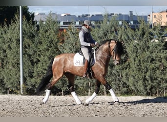 PRE, Hengst, 8 Jahre, 165 cm, Falbe