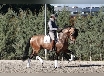 PRE, Hengst, 8 Jahre, 165 cm, Falbe