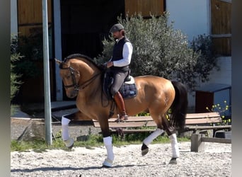 PRE, Hengst, 8 Jahre, 165 cm, Falbe