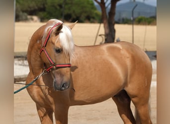 PRE Mix, Hengst, 8 Jahre, 165 cm, Palomino