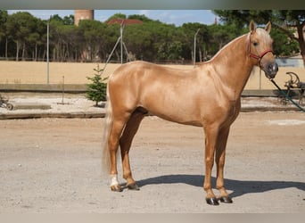 PRE Mix, Hengst, 8 Jahre, 165 cm, Palomino
