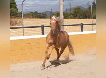PRE Mix, Hengst, 8 Jahre, 165 cm, Palomino