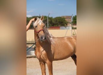PRE Mix, Hengst, 8 Jahre, 165 cm, Palomino