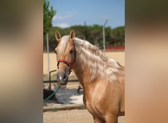 PRE Mix, Hengst, 8 Jahre, 165 cm, Palomino