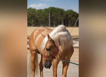 PRE Mix, Hengst, 8 Jahre, 165 cm, Palomino