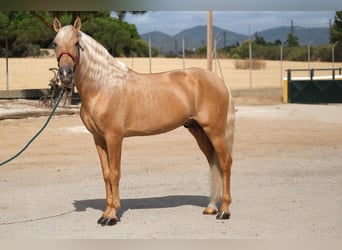PRE Mix, Hengst, 8 Jahre, 165 cm, Palomino