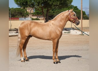PRE Mix, Hengst, 8 Jahre, 165 cm, Palomino