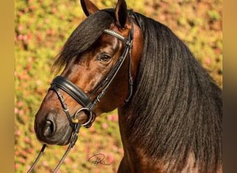 PRE Mix, Hengst, 8 Jahre, 165 cm, Rotbrauner
