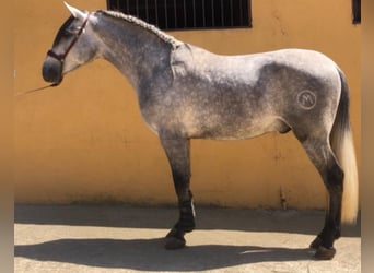 PRE Mix, Hengst, 8 Jahre, 165 cm, Schimmel