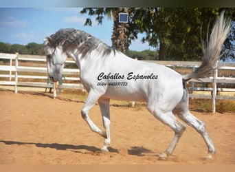 PRE Mix, Hengst, 8 Jahre, 165 cm, Schimmel
