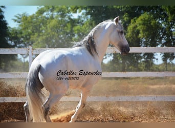 PRE Mix, Hengst, 8 Jahre, 165 cm, Schimmel