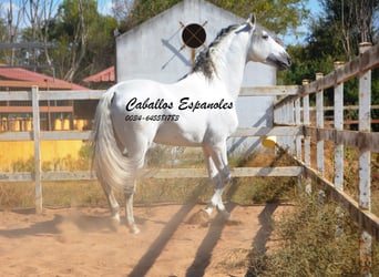 PRE Mix, Hengst, 8 Jahre, 165 cm, Schimmel