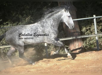 PRE Mix, Hengst, 8 Jahre, 166 cm, Apfelschimmel