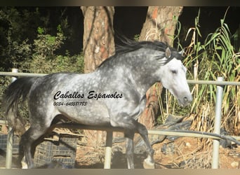 PRE Mix, Hengst, 8 Jahre, 166 cm, Apfelschimmel