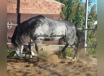 PRE Mix, Hengst, 8 Jahre, 166 cm, Apfelschimmel