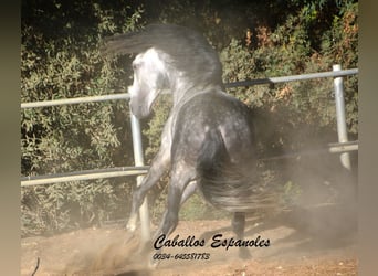 PRE Mix, Hengst, 8 Jahre, 166 cm, Apfelschimmel