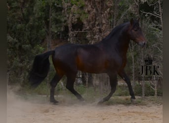 PRE, Hengst, 8 Jahre, 166 cm, Brauner