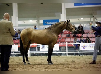 PRE Mix, Hengst, 8 Jahre, 166 cm, Buckskin