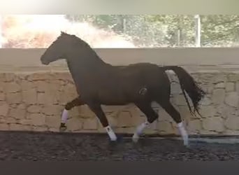 PRE, Hengst, 8 Jahre, 166 cm, Rappe