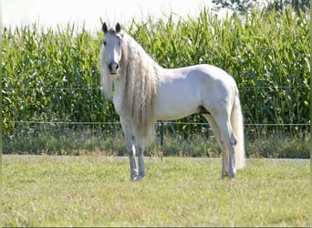 PRE, Hengst, 8 Jahre, 166 cm, Schimmel