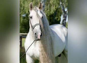 PRE, Hengst, 8 Jahre, 166 cm, Schimmel