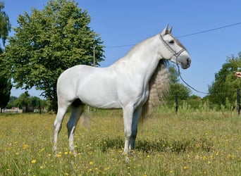 PRE, Hengst, 8 Jahre, 166 cm, Schimmel